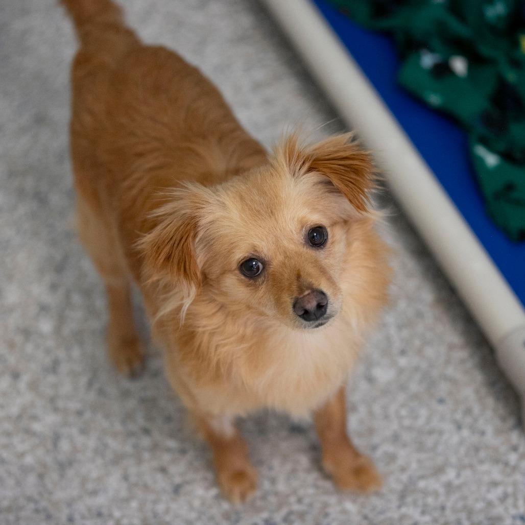 Latte (MR26-118), a Adoptable mixed breed in Peyton, CO image 6/6