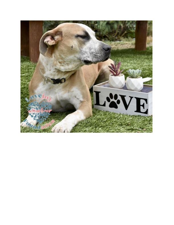 Enlarge Maggie COH, an adopted mixed breed in Inglewood, CA image 5/5