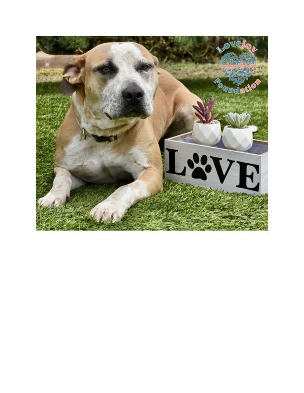 Enlarge Maggie COH, an adopted mixed breed in Inglewood, CA image 4/5