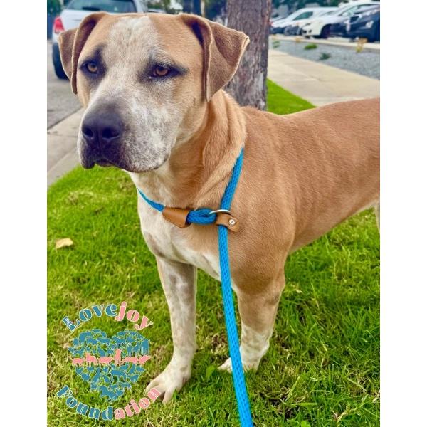 Maggie COH, Adoptable, Young Female Pit Bull Terrier.