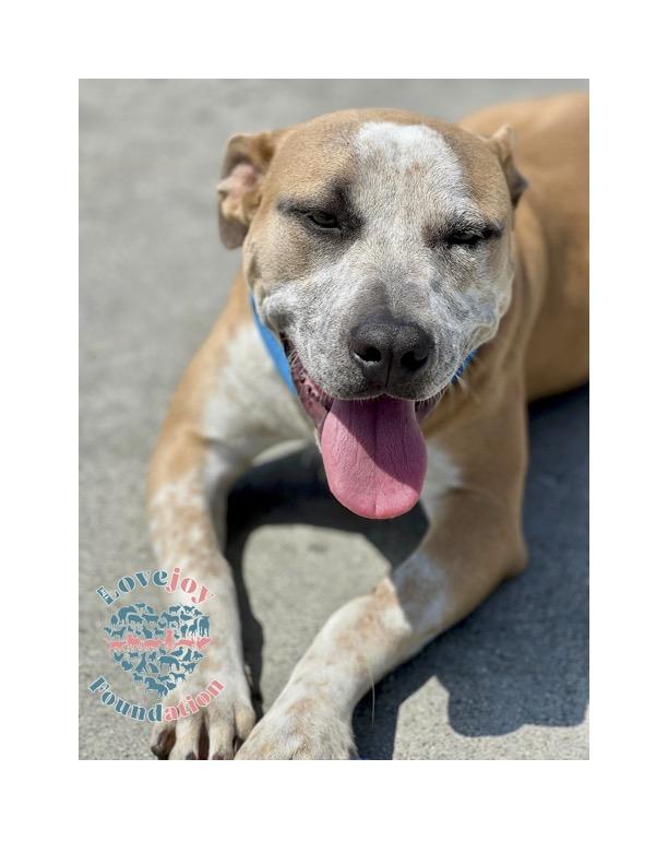 Enlarge Maggie COH, an adopted mixed breed in Inglewood, CA image 3/5