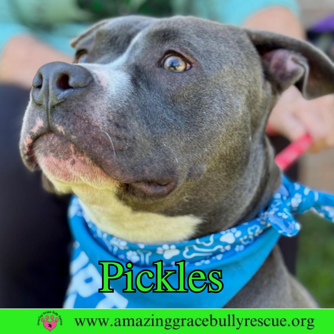 Pickles, Adoptable, Young Male American Bulldog.