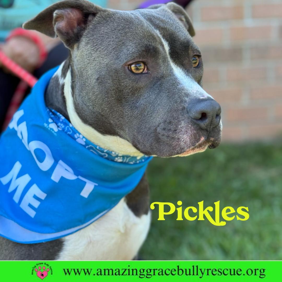 Enlarge Pickles, a Adoptable American Bulldog in Pensacola, FL image 2/3