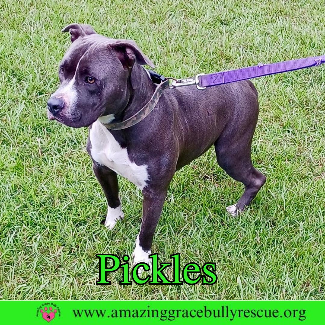 Enlarge Pickles, a Adoptable American Bulldog in Pensacola, FL image 3/3