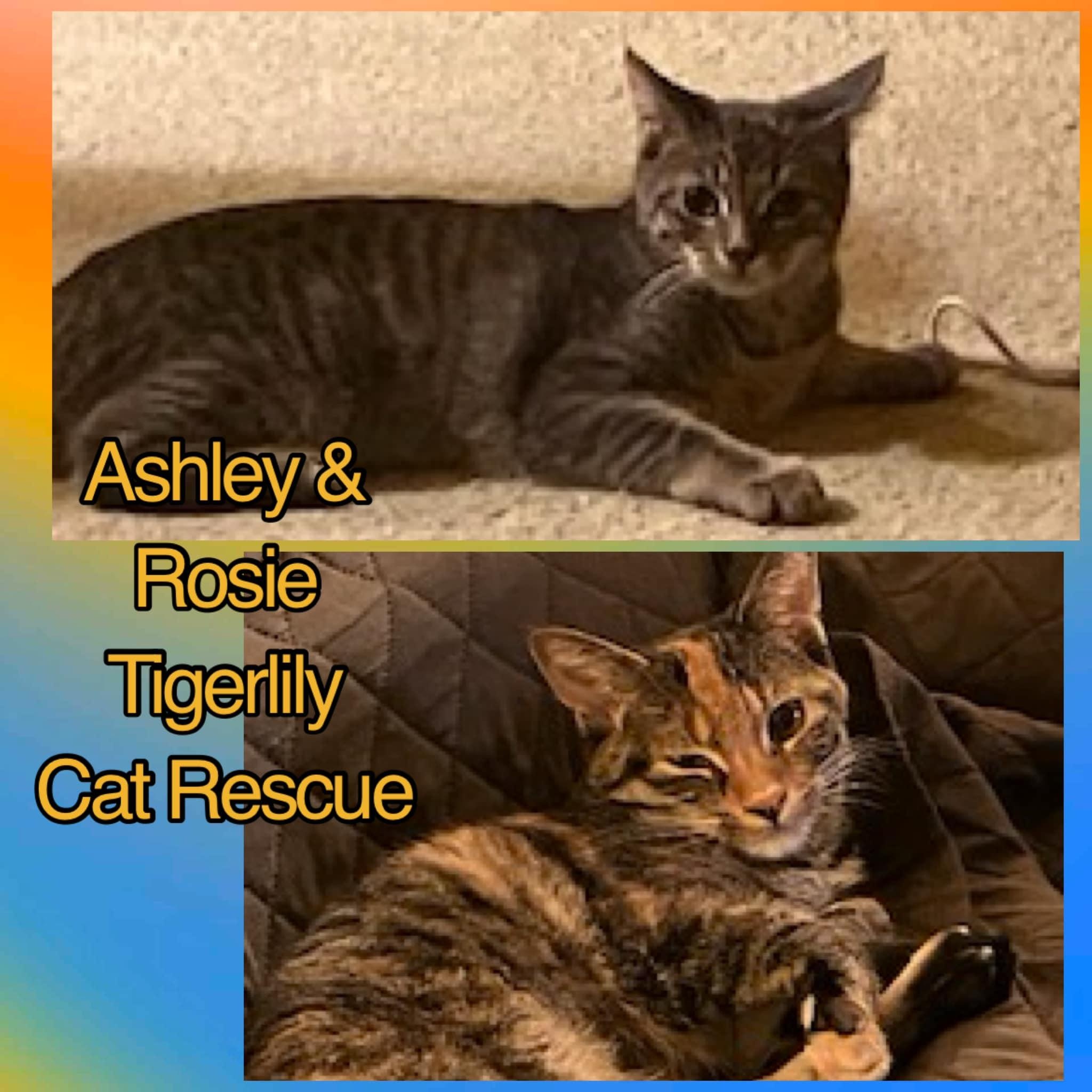 Enlarge Ashley & Rosie (Bonded Pair), a Adoptable Domestic Short Hair in Sterling Heights, MI image 1/1