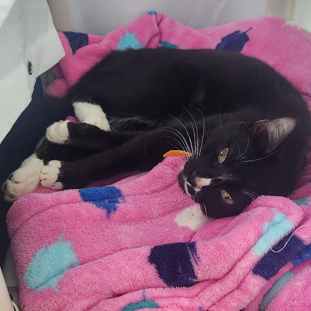 Millie $99 - See my Video!, a Adoptable Domestic Short Hair in Springfield, MA image 1/4