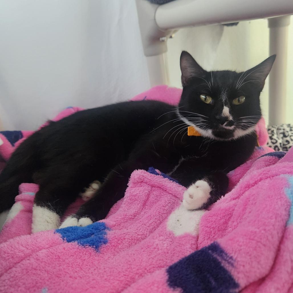 Millie $99 - See my Video!, a Adoptable Domestic Short Hair in Springfield, MA image 2/4