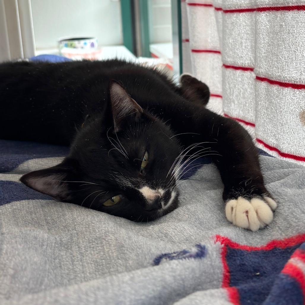 Millie $99 - See my Video!, a Adoptable Domestic Short Hair in Springfield, MA image 3/4