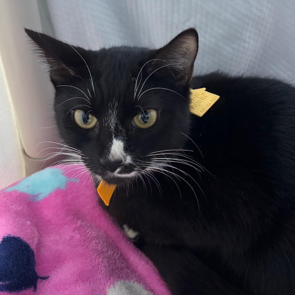 Millie $99 - See my Video!, a Adoptable Domestic Short Hair in Springfield, MA image 4/4