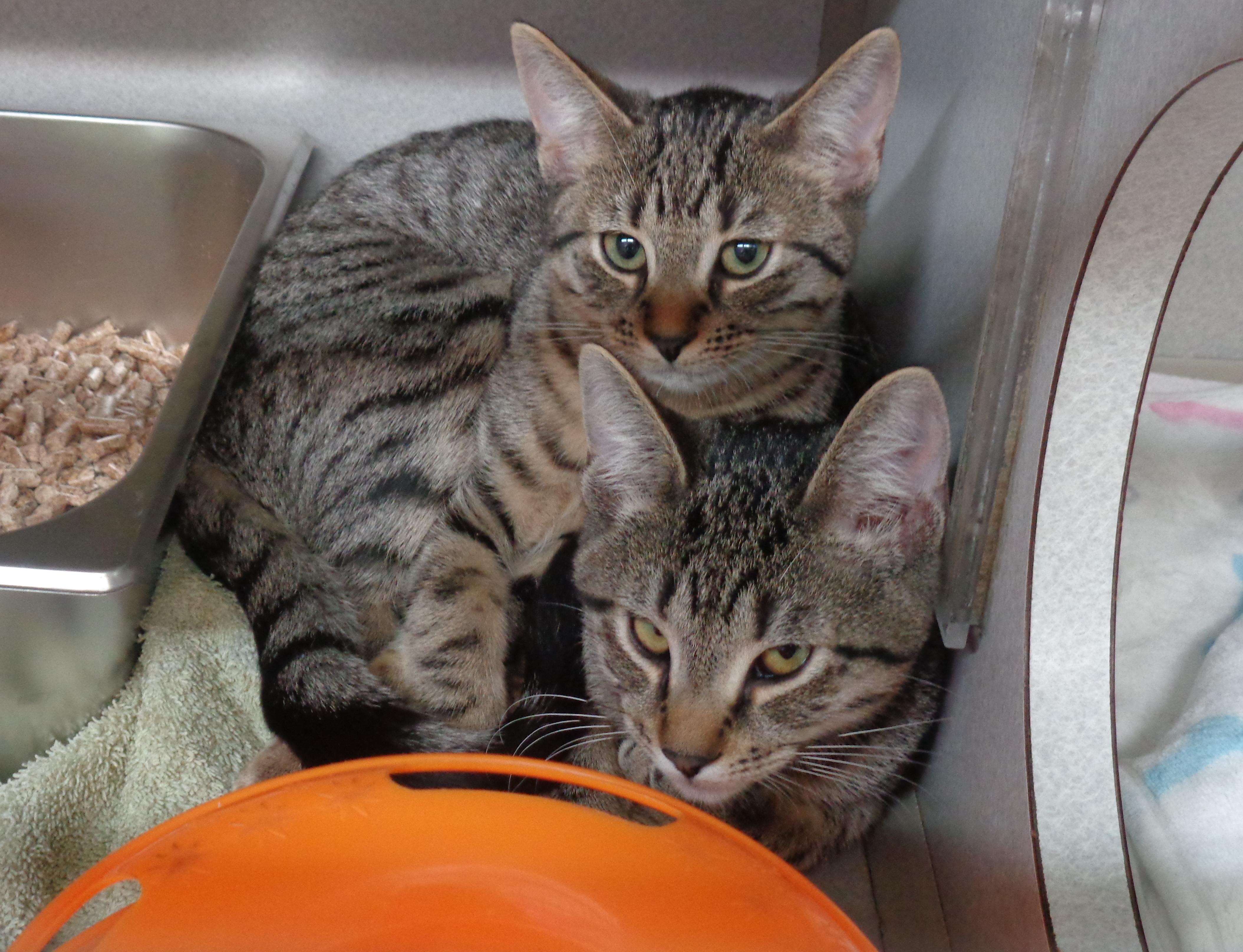 SIBERIAN and SABER-TOOTH