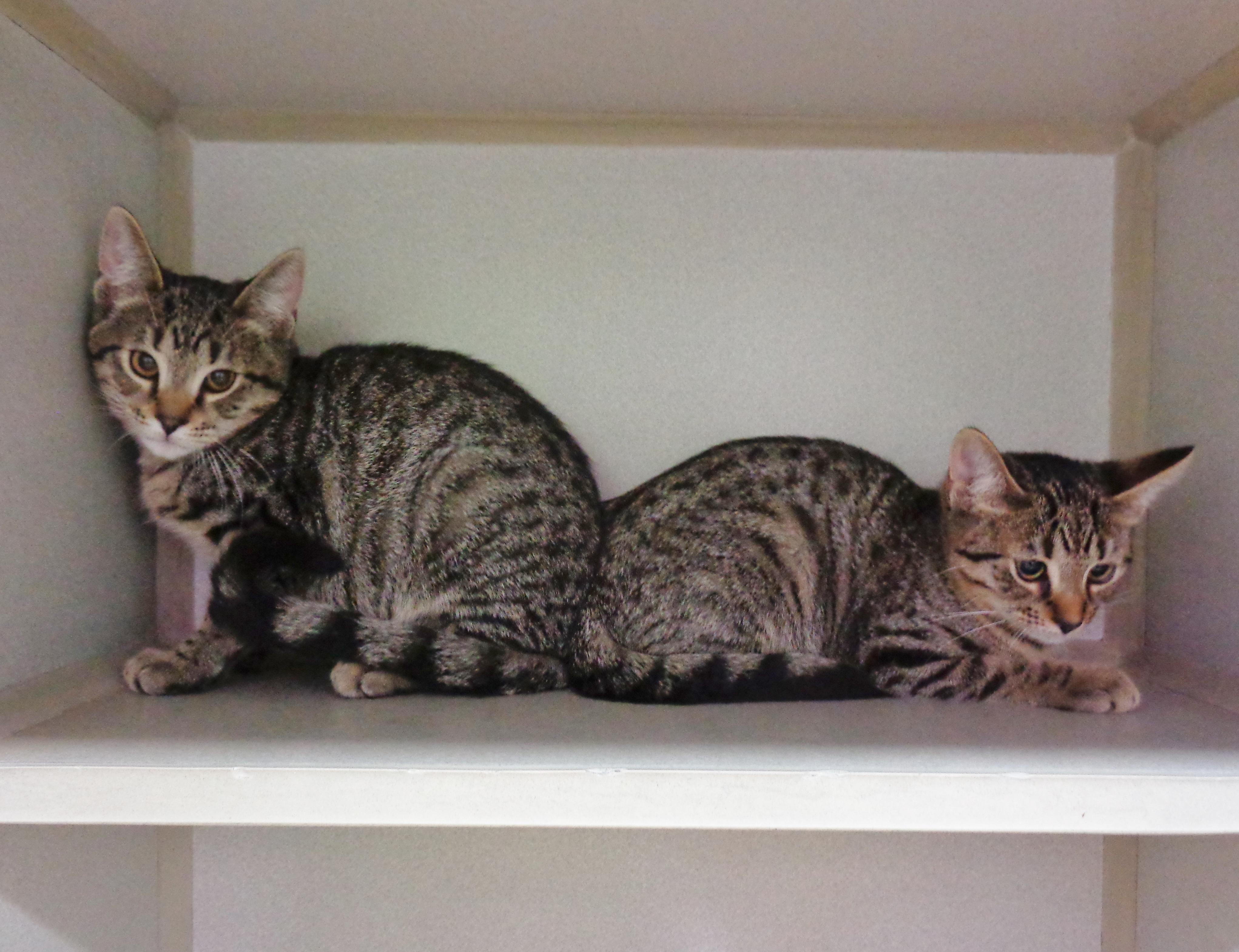 SIBERIAN and SABER-TOOTH