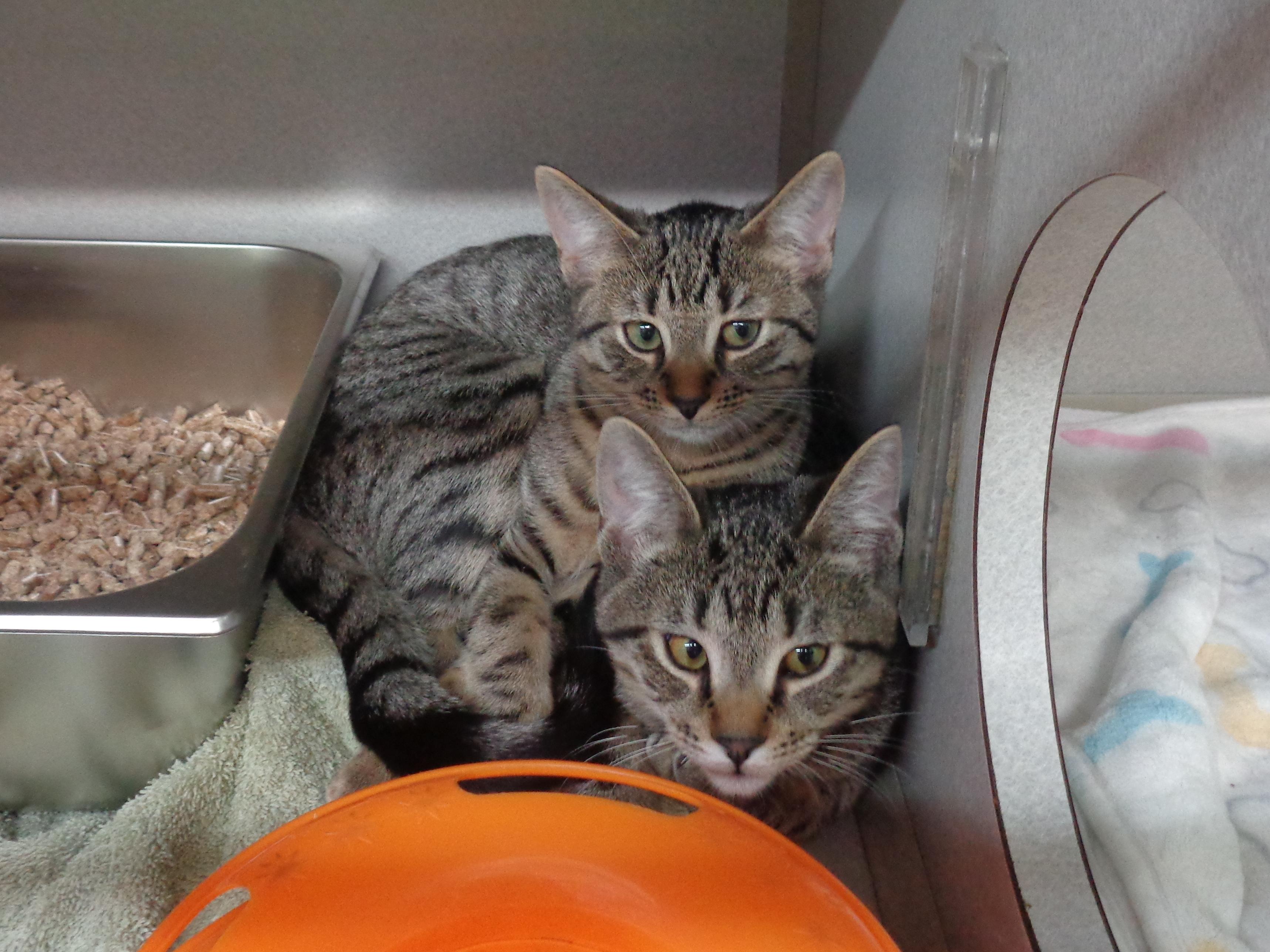 SIBERIAN and SABER-TOOTH