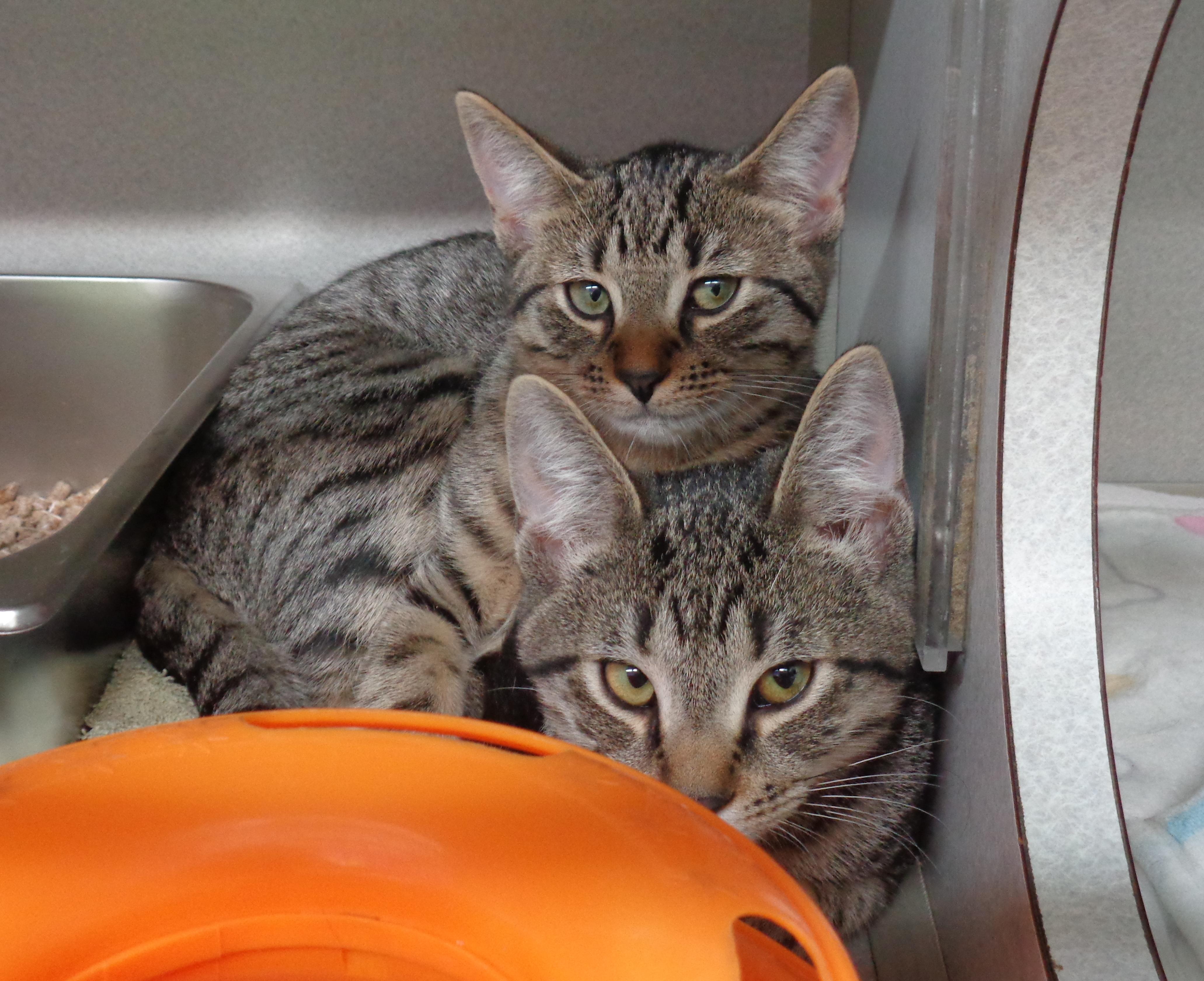 SIBERIAN and SABER-TOOTH