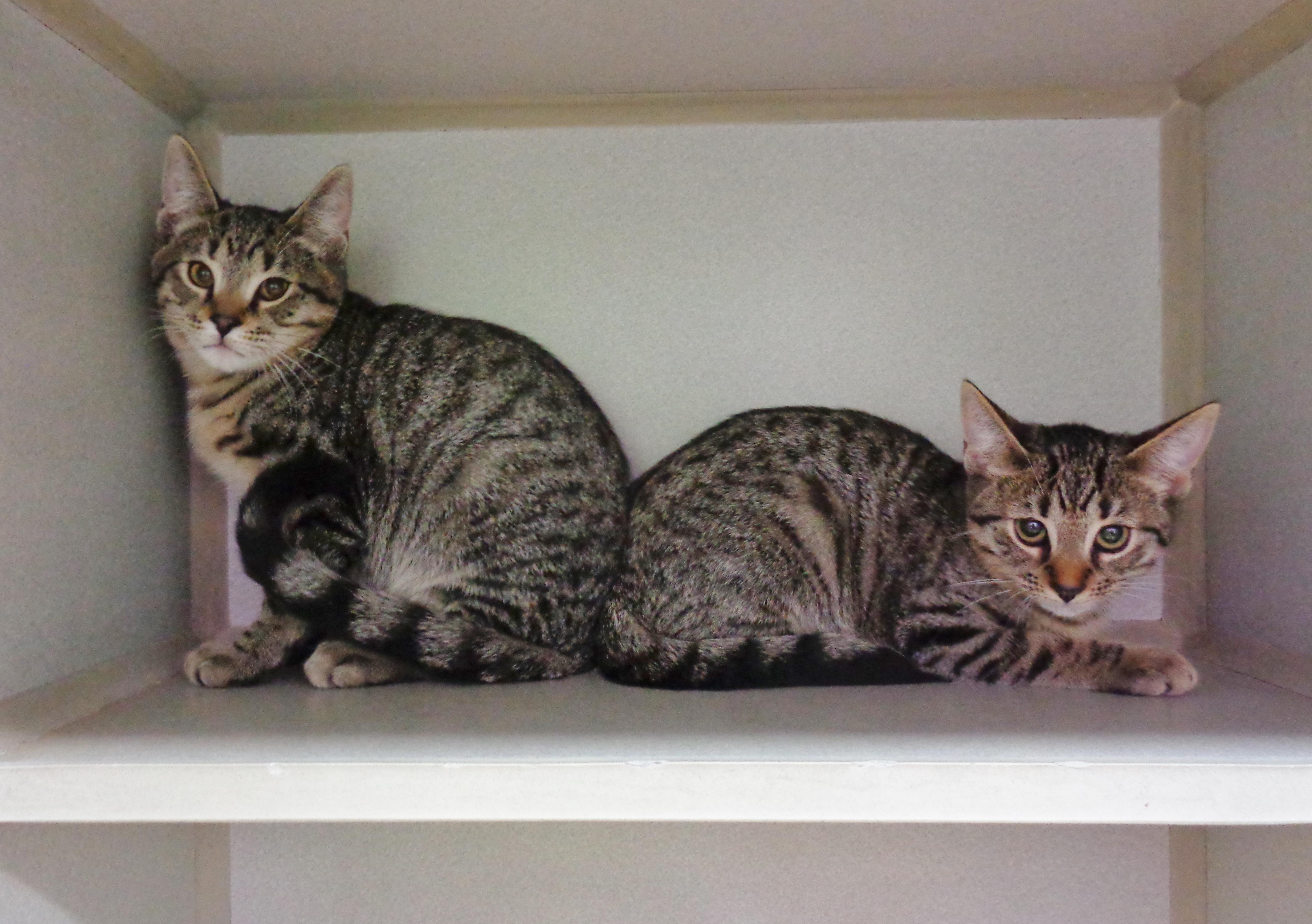 SIBERIAN and SABER-TOOTH