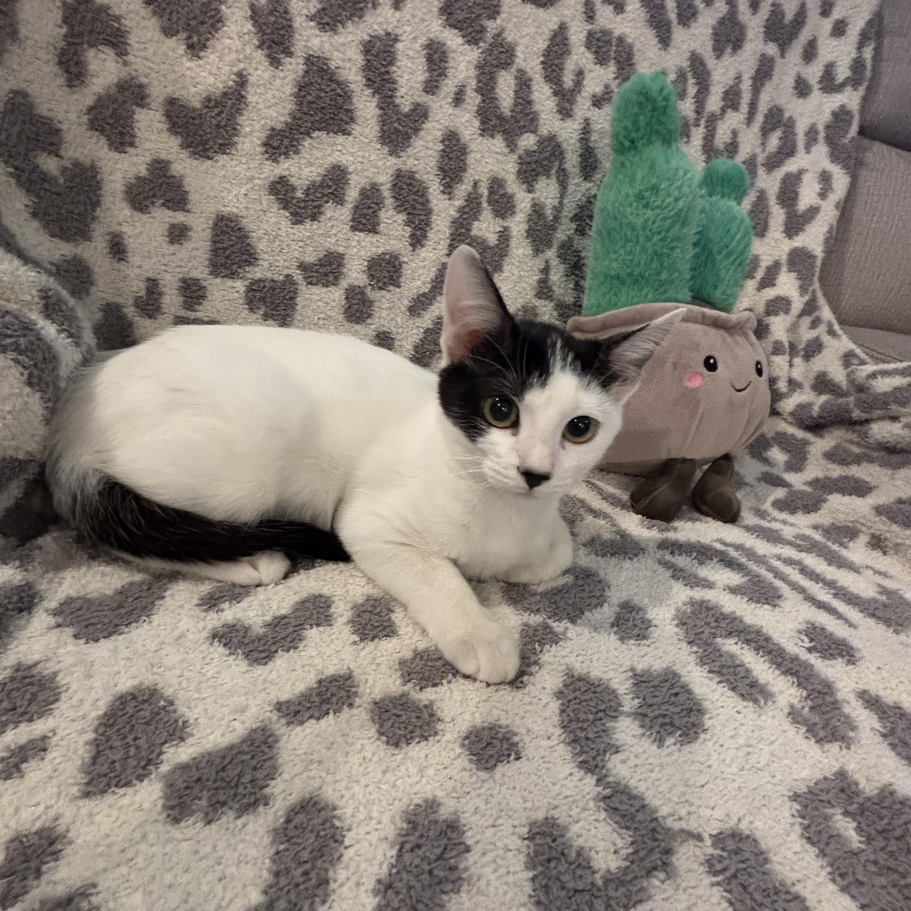 Enlarge Omelette, an adopted Domestic Short Hair in Latham, NY image 6/6