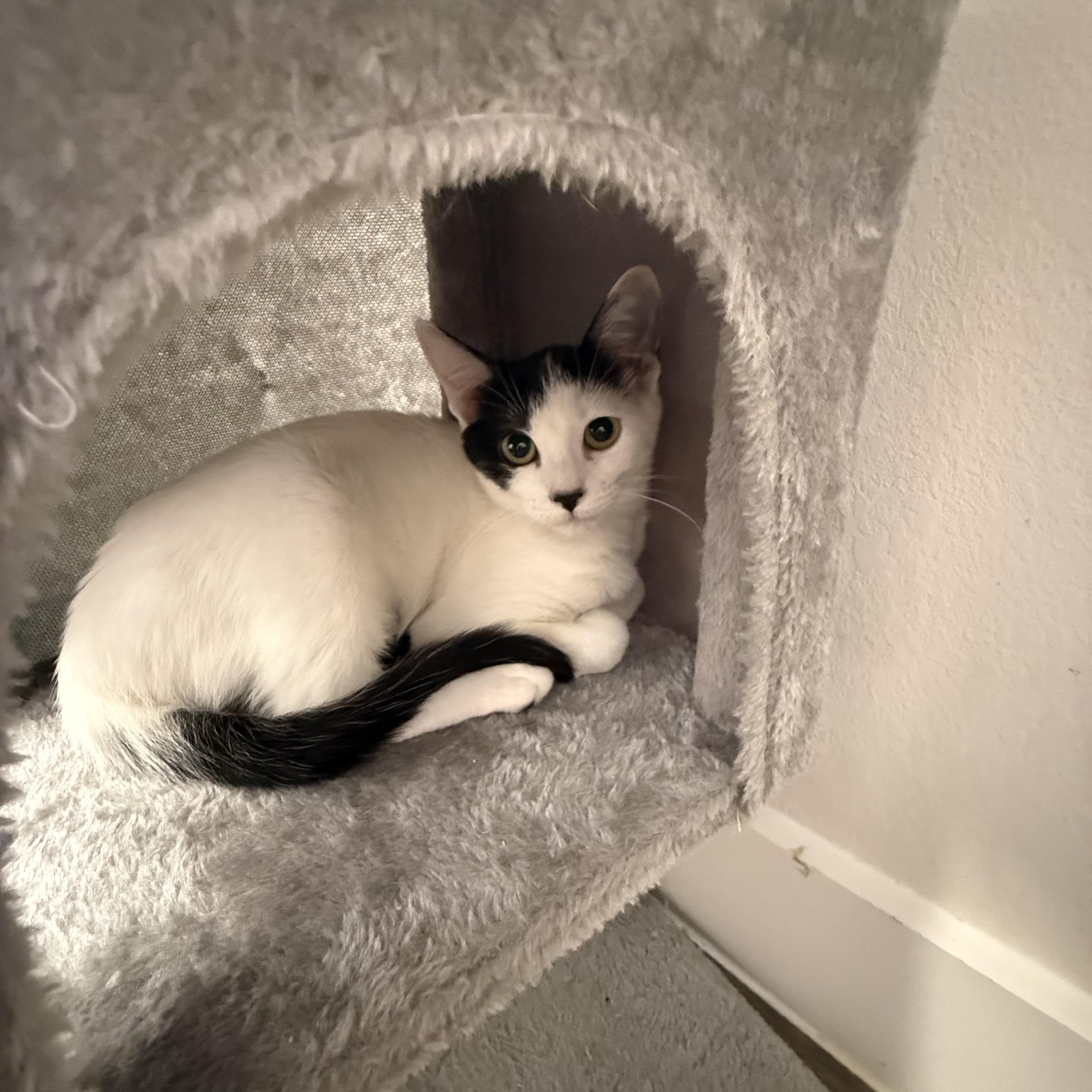 Enlarge Omelette, an adopted Domestic Short Hair in Latham, NY image 3/6