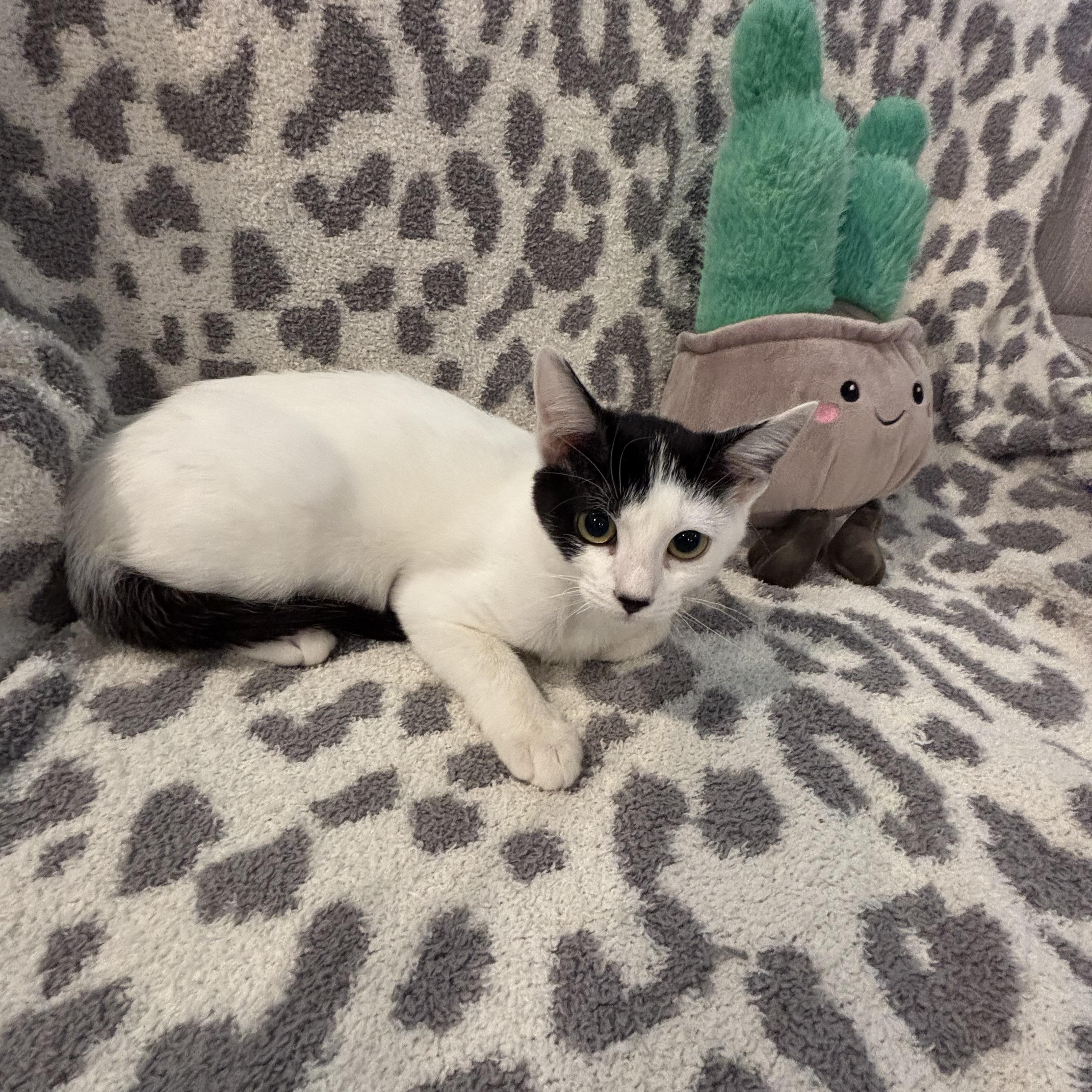 Enlarge Omelette, an adopted Domestic Short Hair in Latham, NY image 4/6