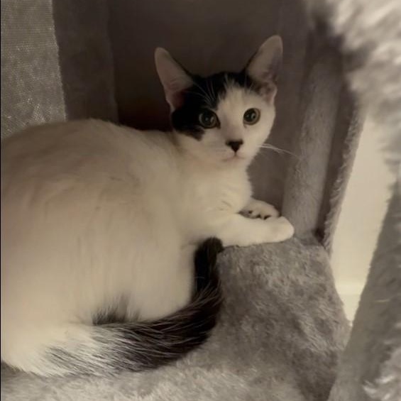 Enlarge Omelette, an adopted Domestic Short Hair in Latham, NY image 5/6