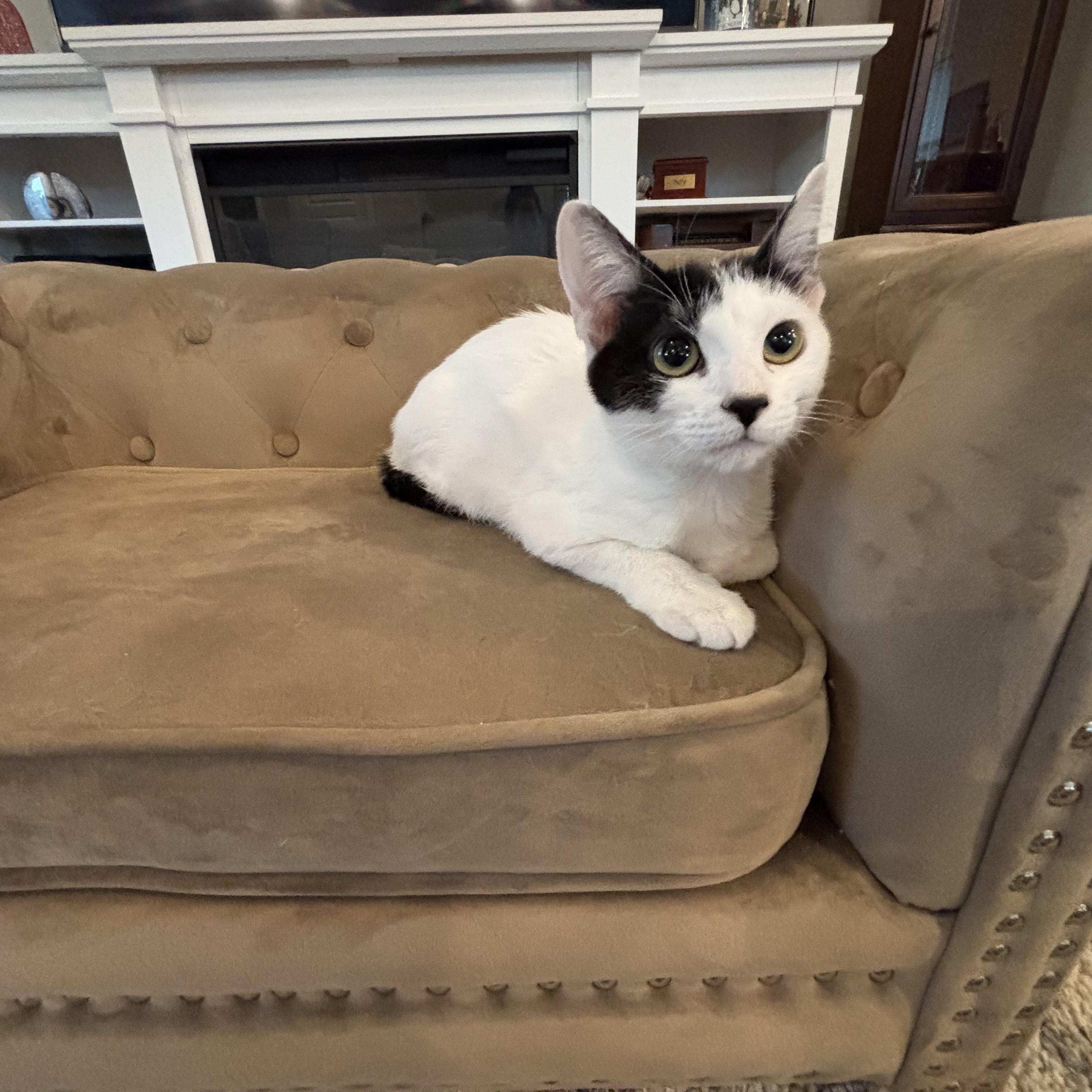 Enlarge Omelette, an adopted Domestic Short Hair in Latham, NY image 2/6