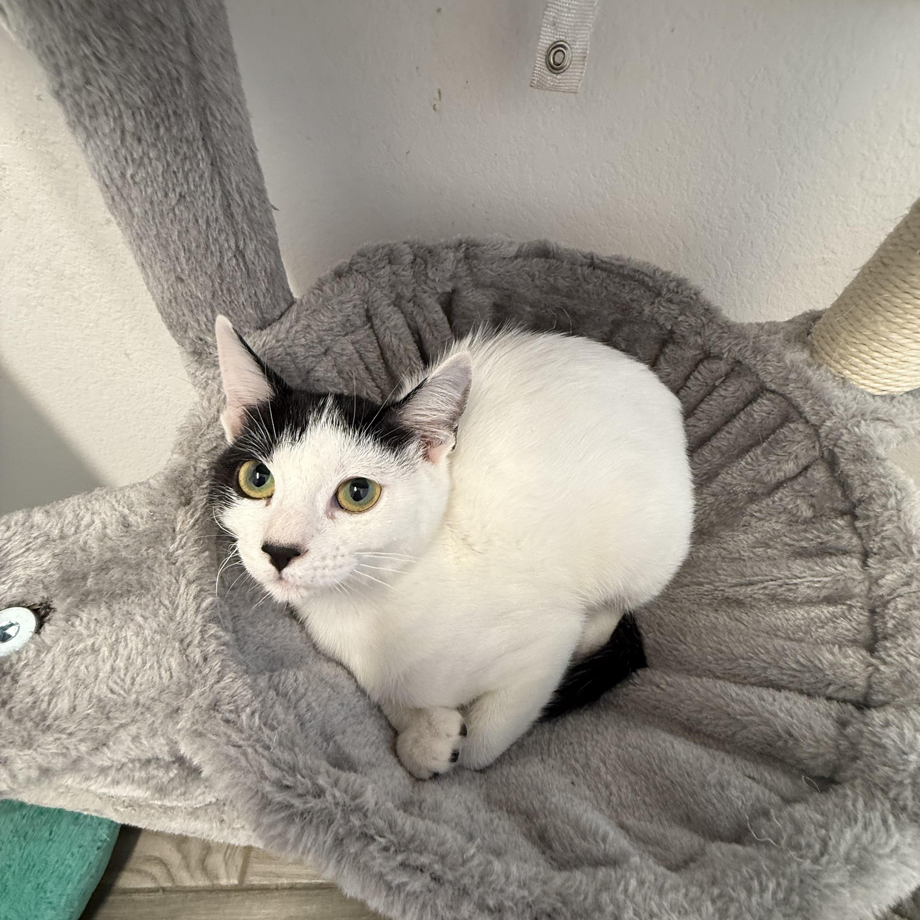 Omelette, adopted, Kitten Female Domestic Short Hair.