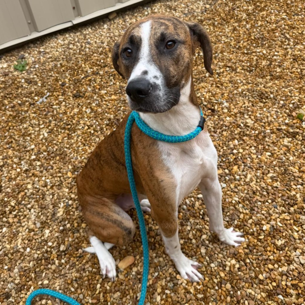 Beemer, Adoptable, Adult Male Plott Hound.
