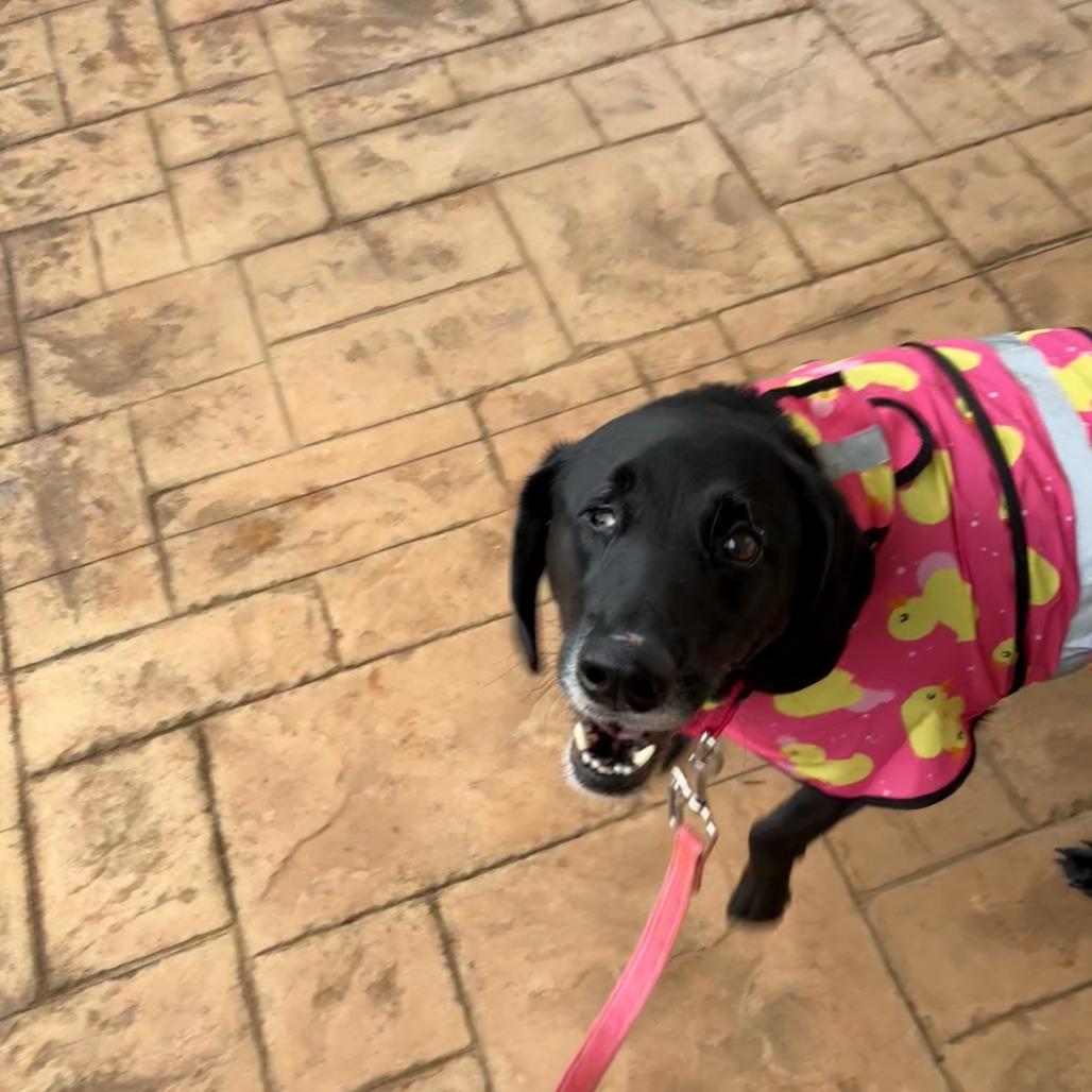 Taylor — thumbnail 2