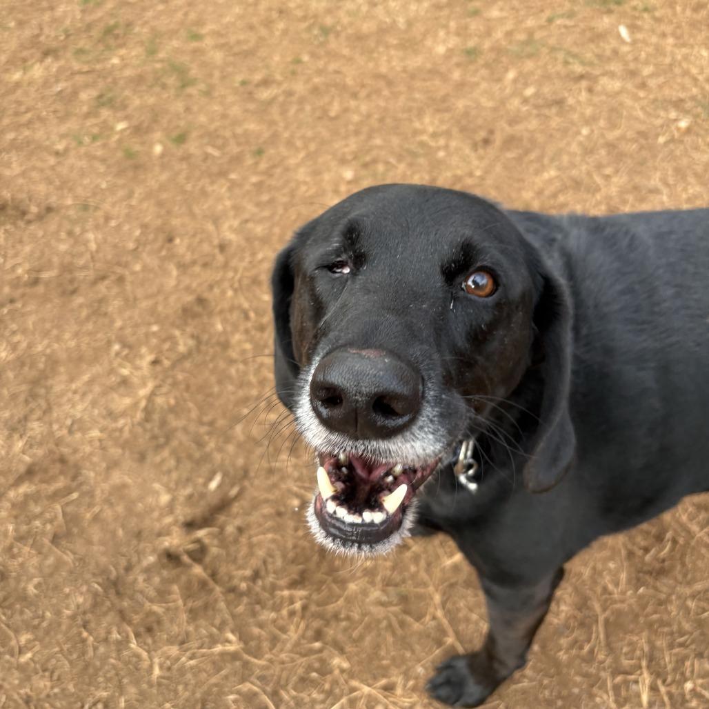 Taylor — thumbnail 4