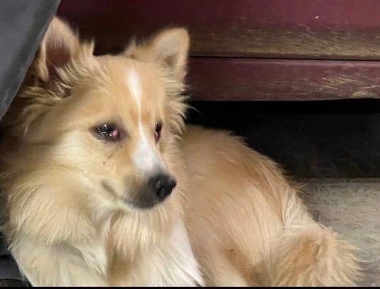 Scout, Adopted, Young Male Pomeranian & Mixed Breed.