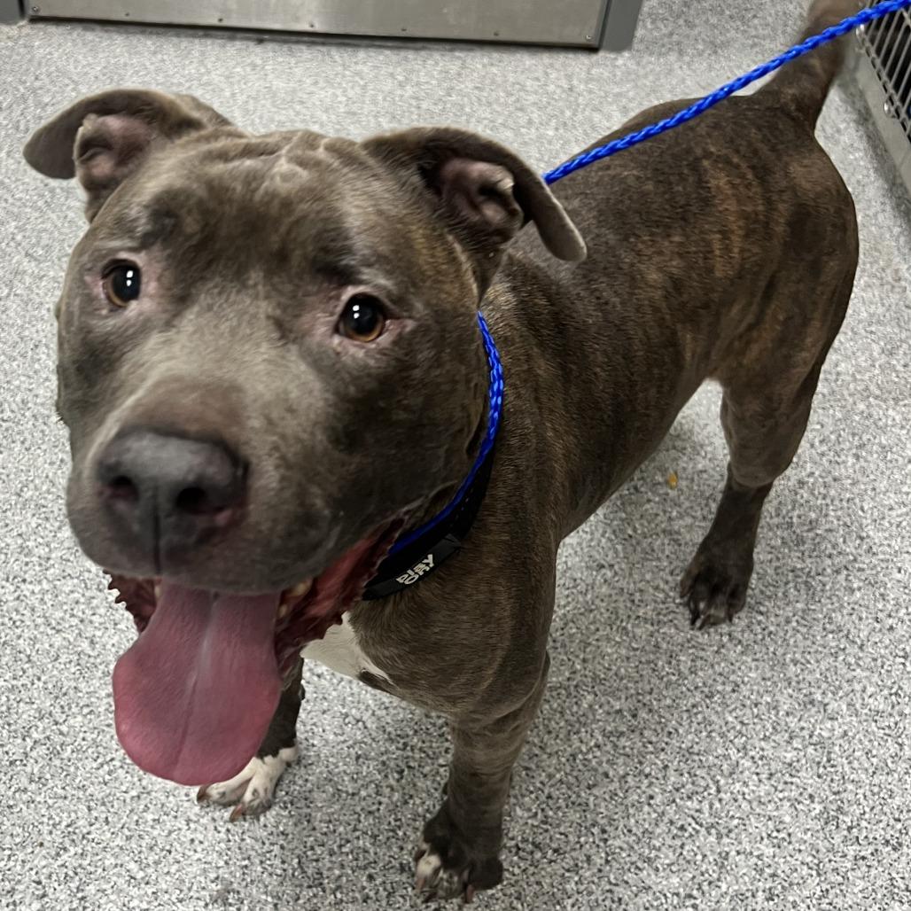 Rocky, Adoptable, Senior Male American Staffordshire Terrier.
