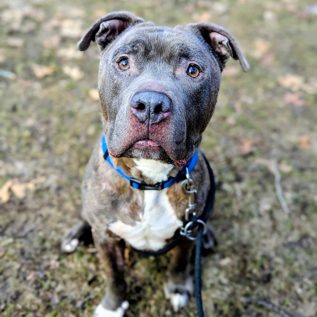 Enlarge Rocky, a Adoptable American Staffordshire Terrier in Grand Rapids, MI image 2/5