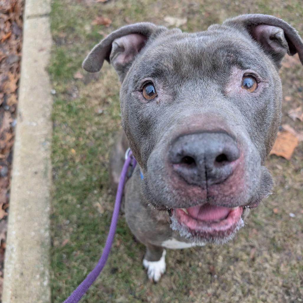 Enlarge Rocky, a Adoptable American Staffordshire Terrier in Grand Rapids, MI image 3/5