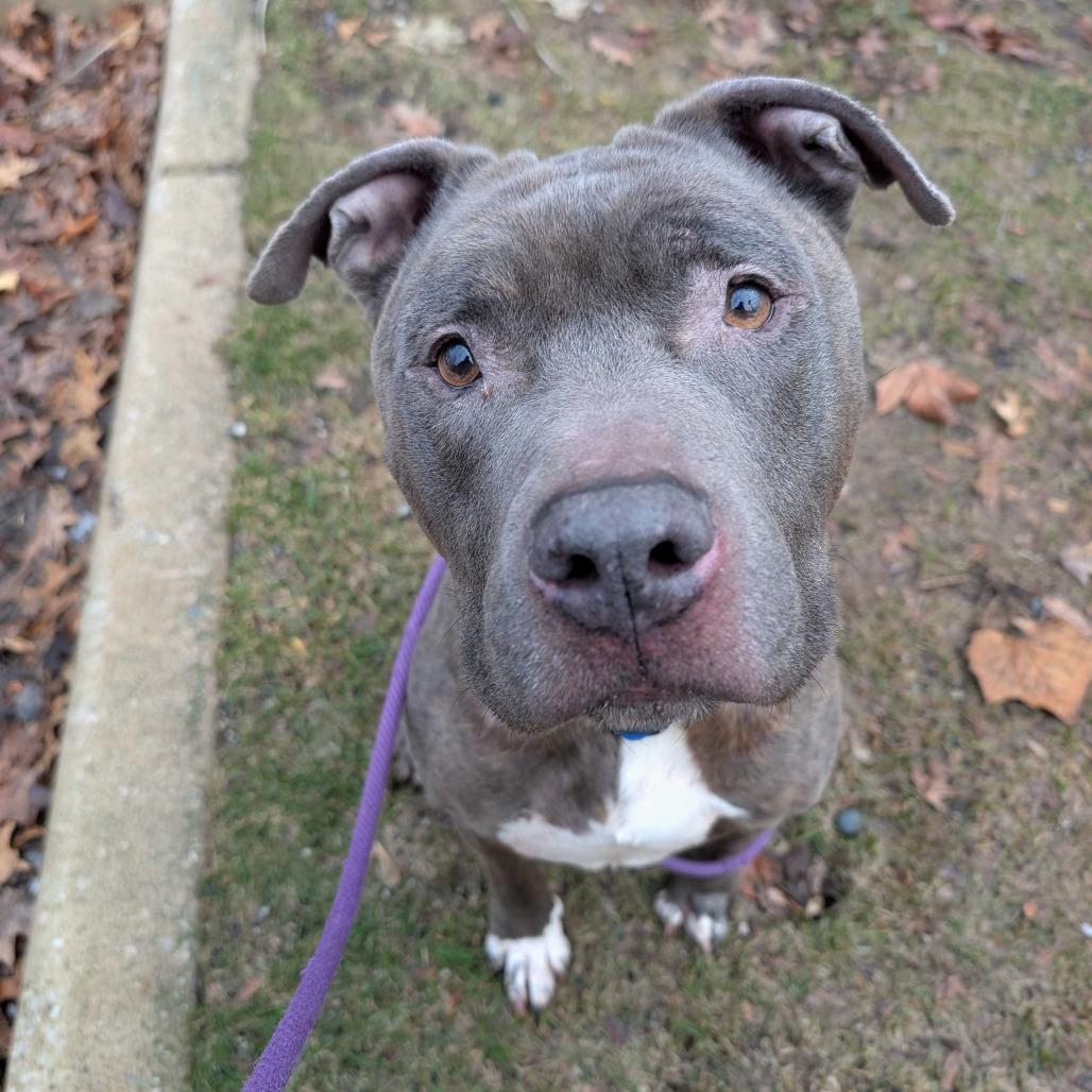 Enlarge Rocky, a Adoptable American Staffordshire Terrier in Grand Rapids, MI image 4/5