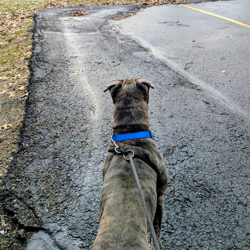 Enlarge Rocky, a Adoptable American Staffordshire Terrier in Grand Rapids, MI image 5/5