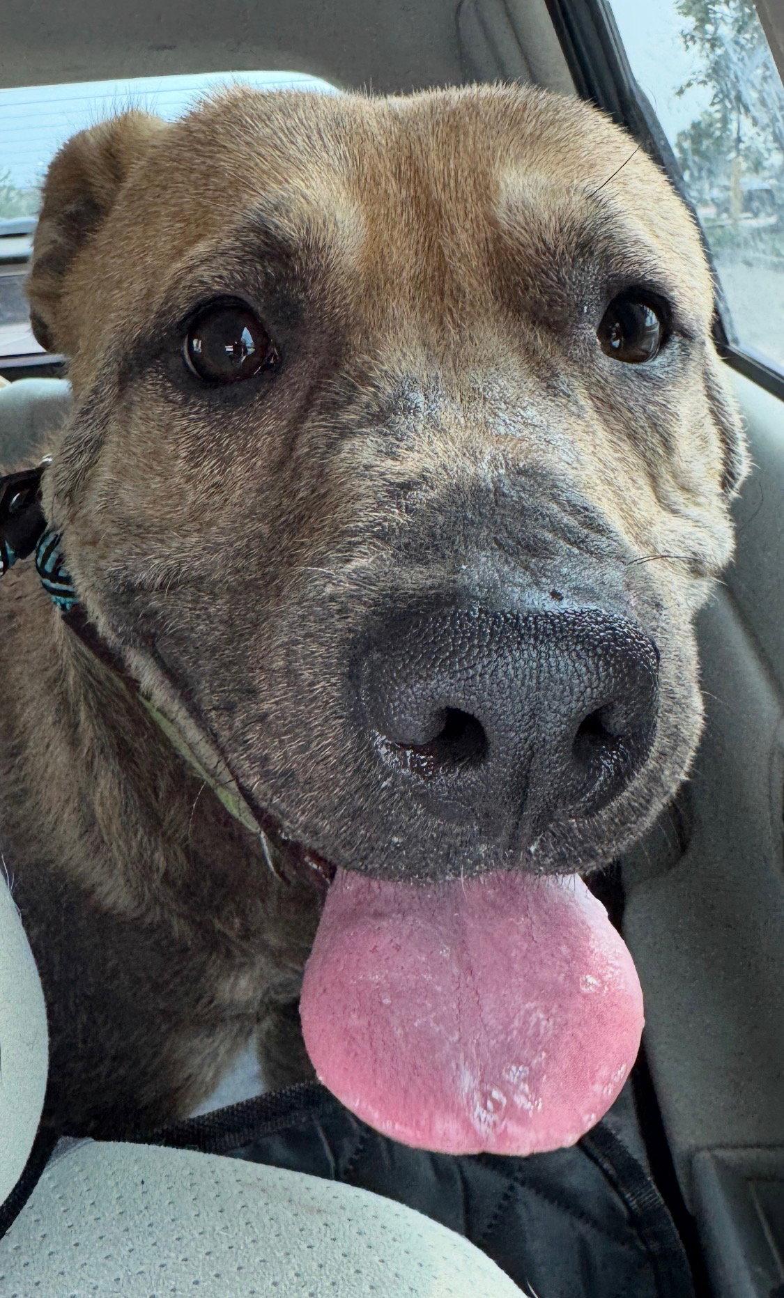 Pongo, Adoptable, Adult Male Labrador Retriever.