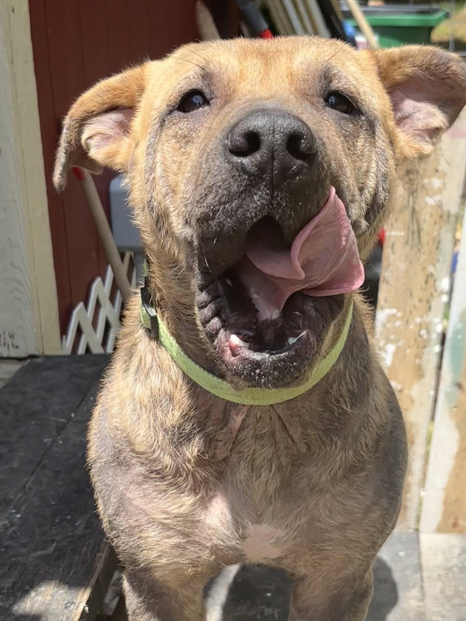 Enlarge Pongo, a Adoptable Labrador Retriever in The Woodlands, TX image 2/3