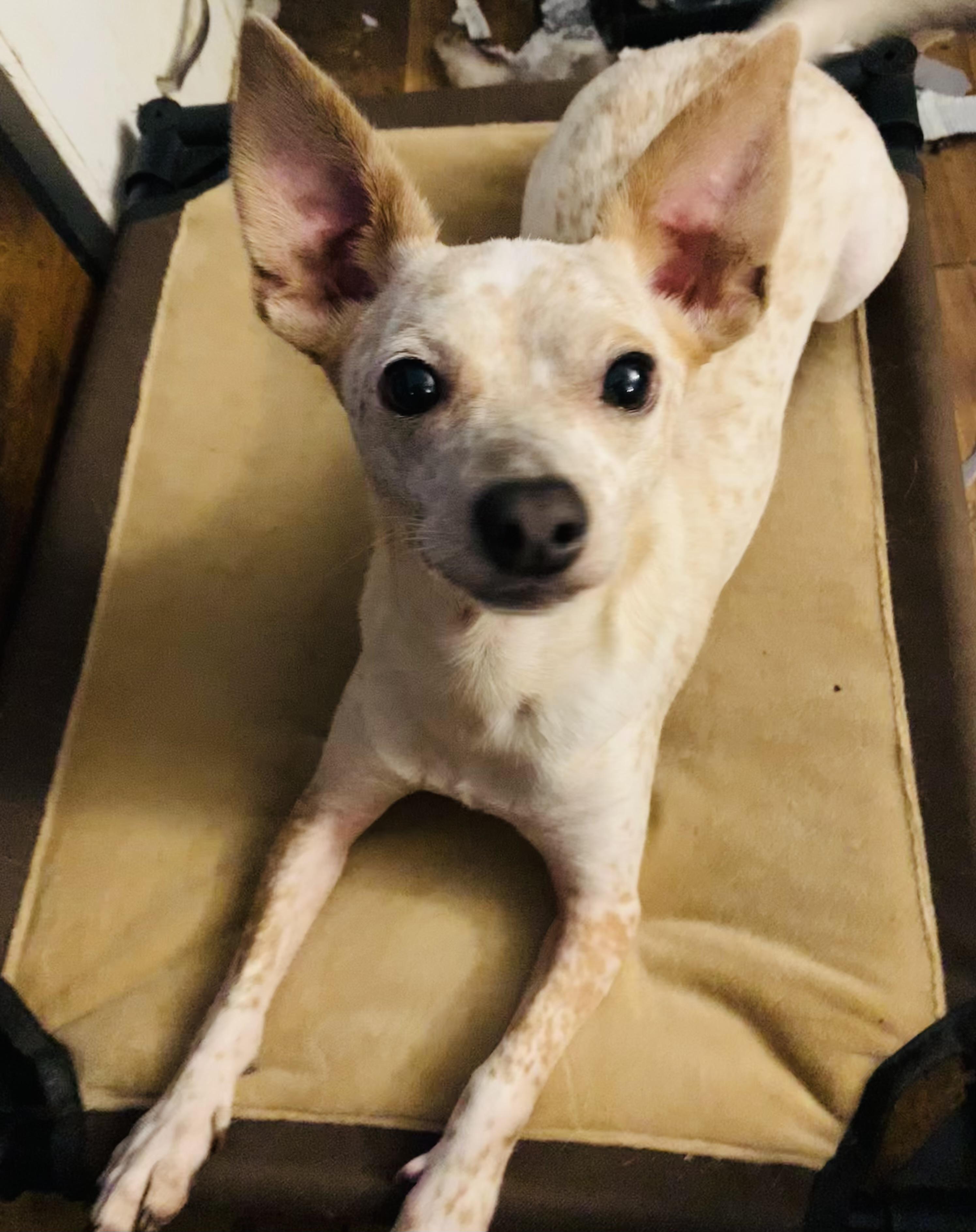 Radar, Adult Male Chihuahua