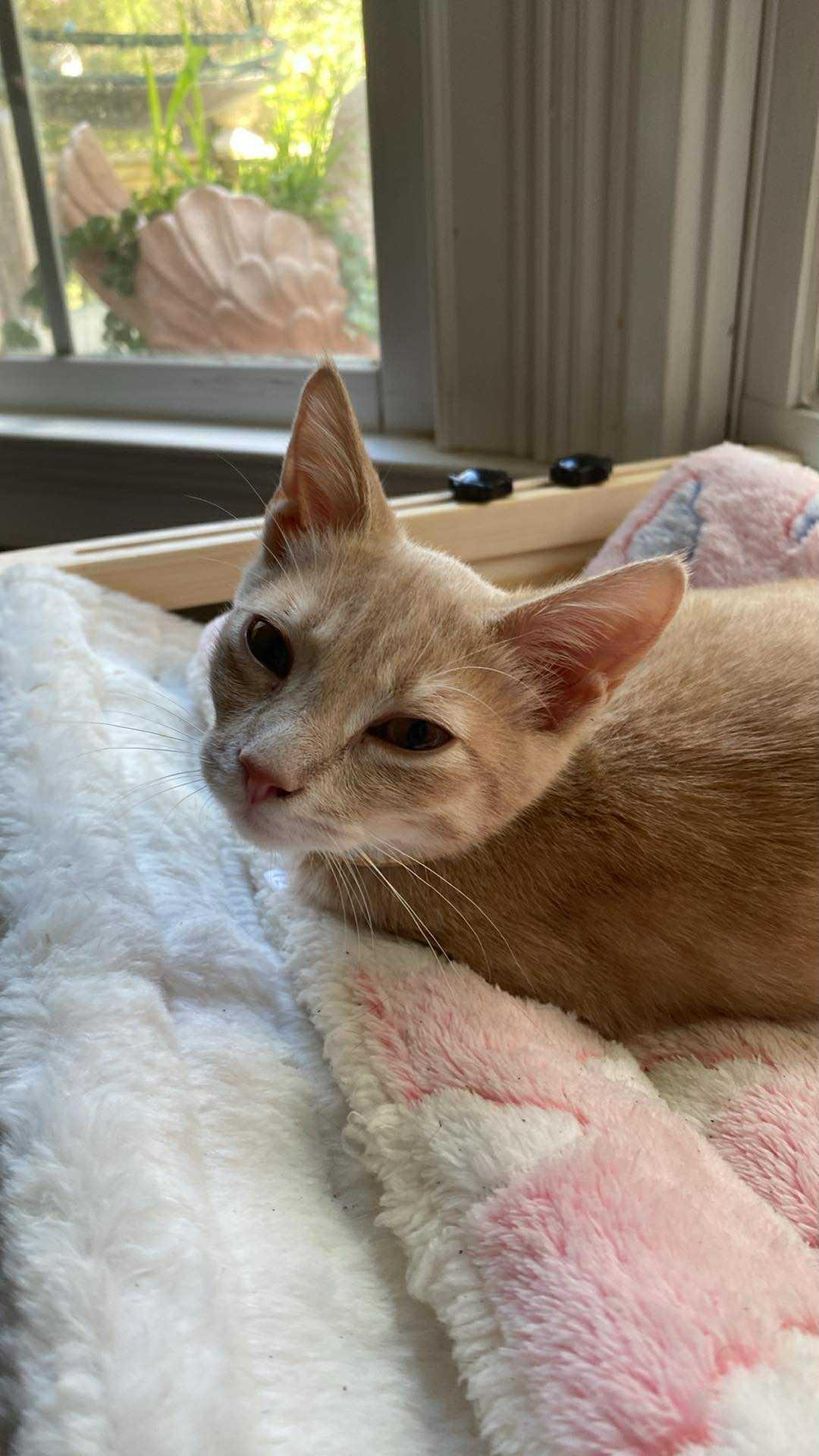 Rusty, Adoptable, Kitten Male Tabby.