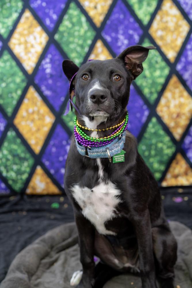 Enlarge Margarita pup: Mimosa, a Adoptable mixed breed in San Diego, CA image 1/6