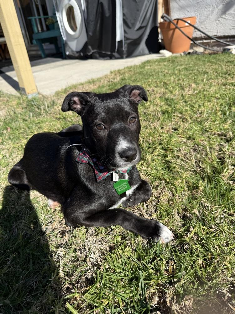 Enlarge Margarita pup: Mimosa, a Adoptable mixed breed in San Diego, CA image 2/6