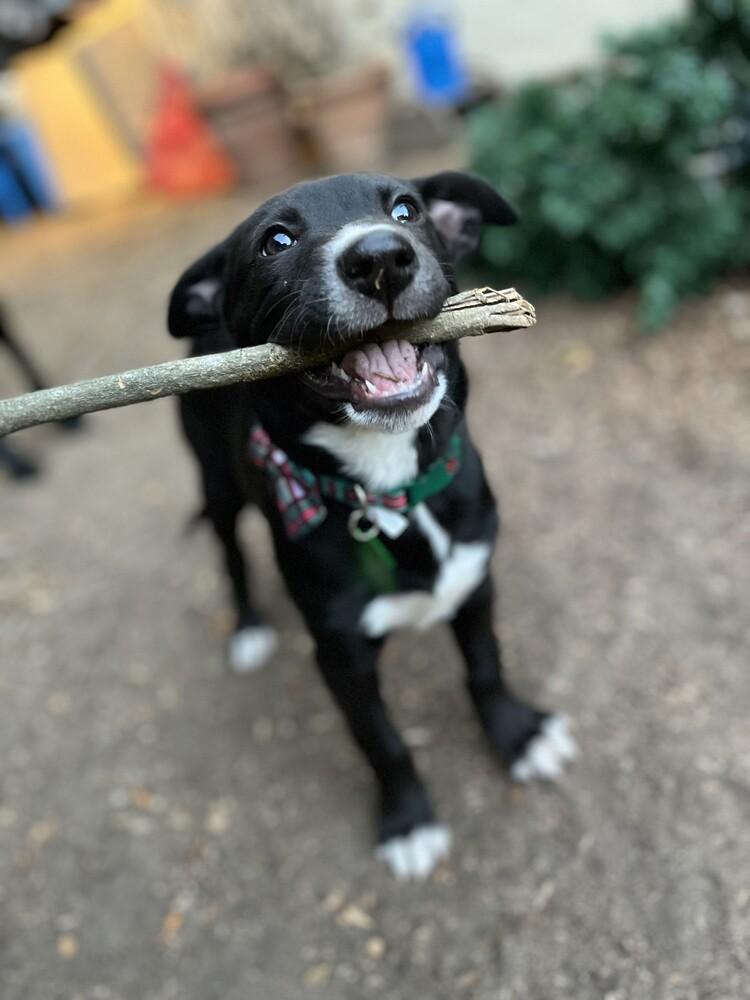 Enlarge Margarita pup: Mimosa, a Adoptable mixed breed in San Diego, CA image 3/6