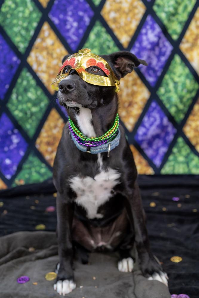 Enlarge Margarita pup: Mimosa, a Adoptable mixed breed in San Diego, CA image 4/6