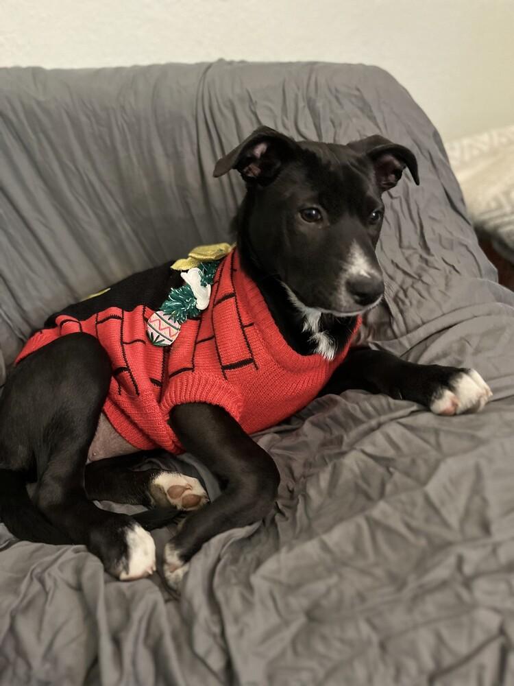 Margarita pup: Mimosa, Adoptable, Puppy Female Mixed Breed.