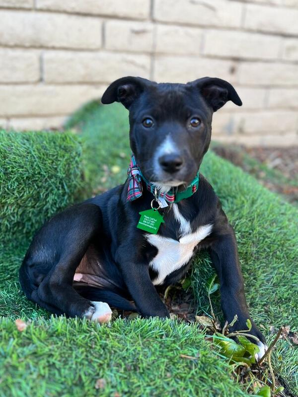 Enlarge Margarita pup: Mimosa, a Adoptable mixed breed in San Diego, CA image 6/6