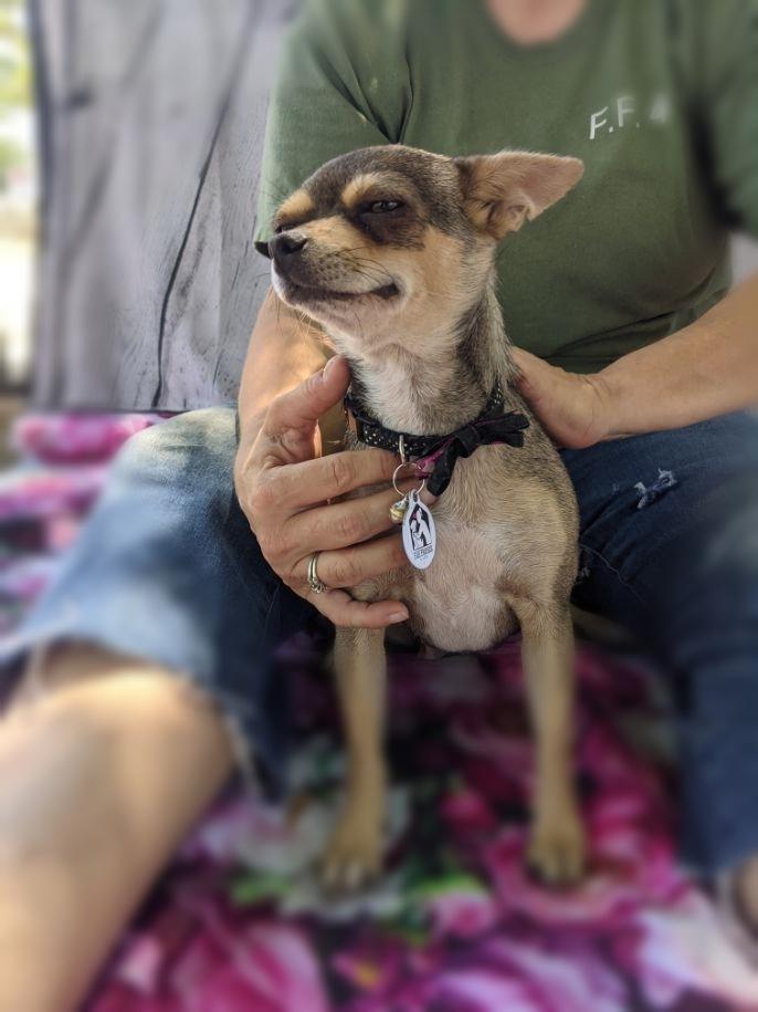 Enlarge Chiquita, a Adopted mixed breed in Bakersfield, CA image 1/6