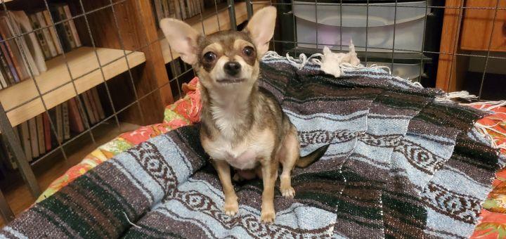 Enlarge Chiquita, a Adopted mixed breed in Bakersfield, CA image 2/6