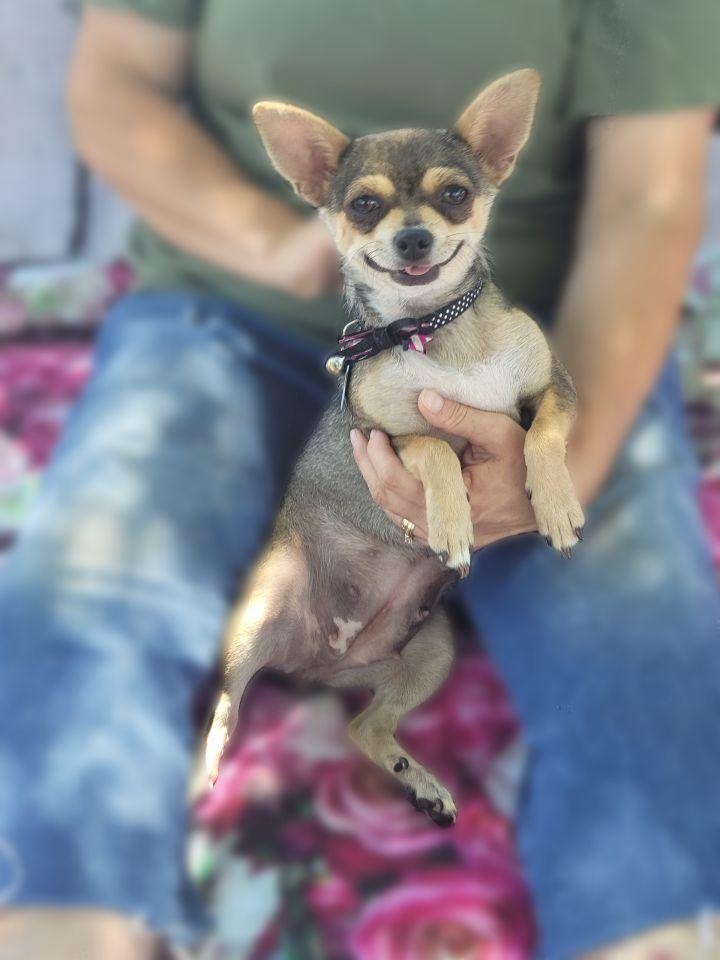 Enlarge Chiquita, a Adopted mixed breed in Bakersfield, CA image 6/6