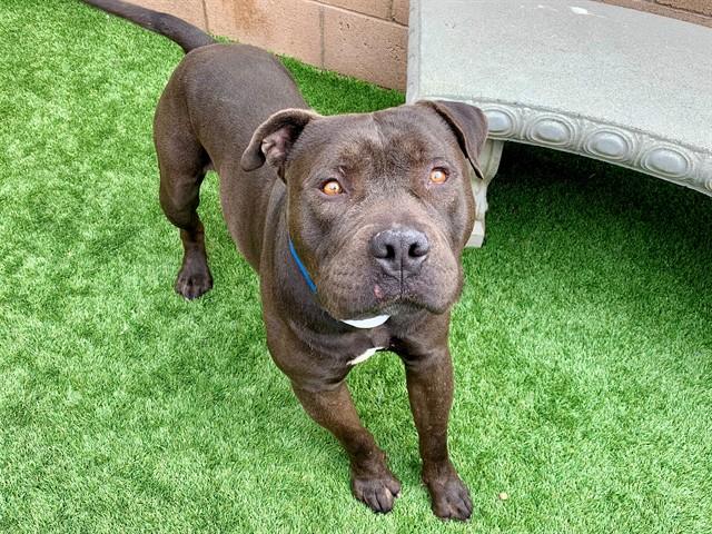 Enlarge TUBA, a Adoptable mixed breed in Moreno Valley, CA image 2/2