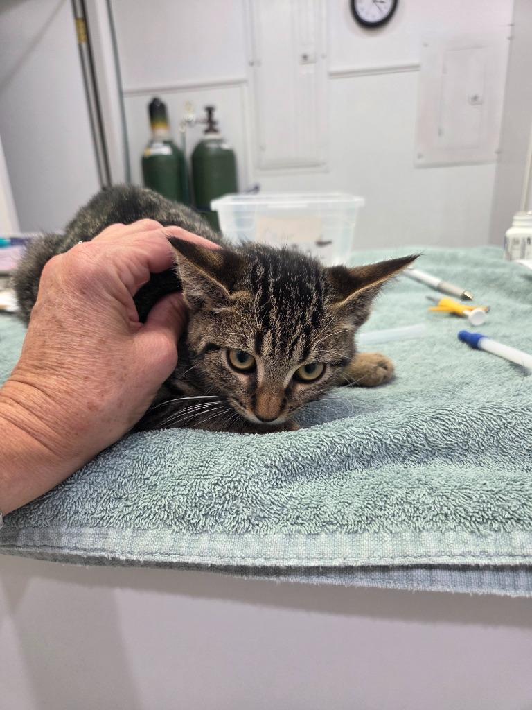 Chanel 1, Adoptable, Kitten Male Domestic Short Hair.