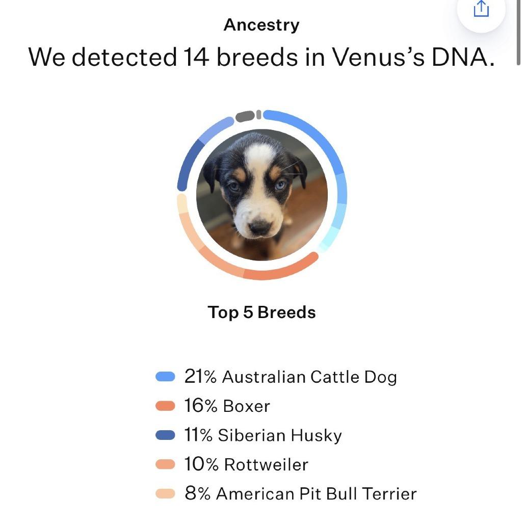 Enlarge Astra, a Adoptable Mixed Breed in Kansas City, MO image 2/4