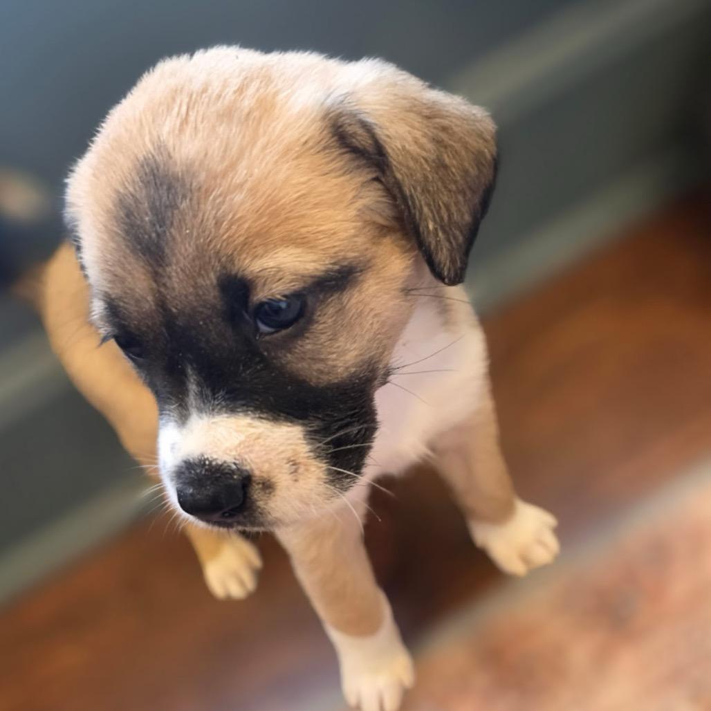 Enlarge Astra, a Adoptable Mixed Breed in Kansas City, MO image 3/4